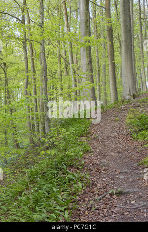 Vista del percorso e il comune di faggio (Fagus sylvatica) alberi, il castello di boschi, Skipton, North Yorkshire, Inghilterra, può Foto Stock