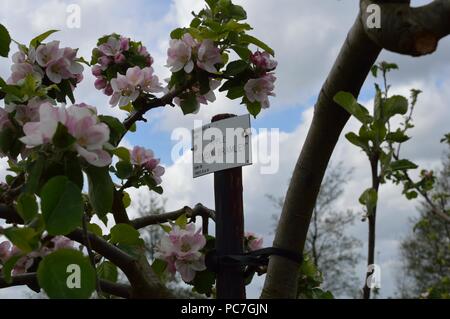 Apple Crimson Bramley Foto Stock