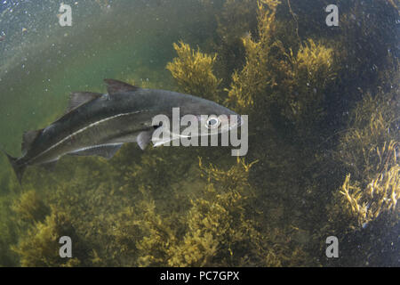 Merluzzi carbonari, Pollachius virens, nuoto nei bassifondi con erbacce, Unst, Shetland, Agosto Foto Stock