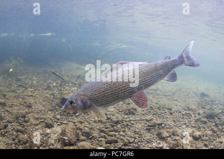 Temolo, nuoto nei fiumi minnows di corrente nelle vicinanze, fiume Frome , Dorset, Settembre Foto Stock