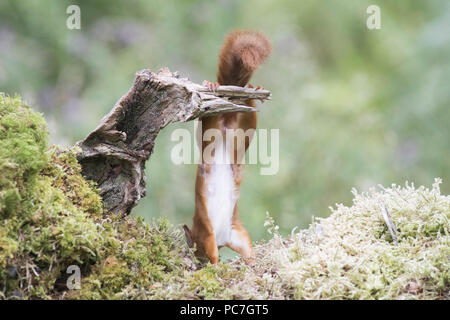 Scoiattolo rosso Sciurus vulgaris, guardando verso il basso , Dumfries , Luglio Foto Stock