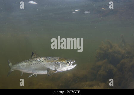 Salmone atlantico (Salmo salar) capretti , nuoto in margini di un mare loch, , Scozia , Shetland, Agosto Foto Stock