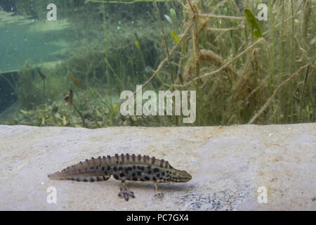 Newt liscia, Lissotriton vulgaris, adulto, femmina, di Doncaster, nello Yorkshire, marzo Foto Stock