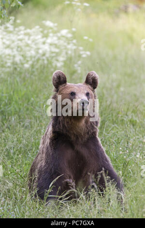 Unione l'orso bruno (Ursus arctos arctos) adulto, sittiing nella prateria, Transilvania, Romania, Giugno Foto Stock