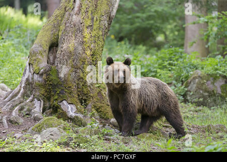 Unione l'orso bruno (Ursus arctos arctos) adulto, in piedi nel bosco, Transilvania, Romania, Giugno Foto Stock