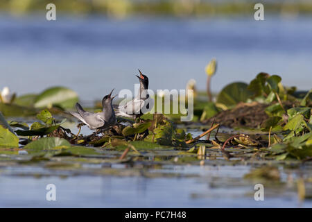 Black Tern (Chlidonias niger) estate piumaggio coppia adulta, in piedi sulla radice di ninfea, chiamando, il Delta del Danubio, Romania, Giugno Foto Stock