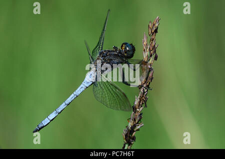 Maschio skimmer keeled dragonfly a riposo Foto Stock