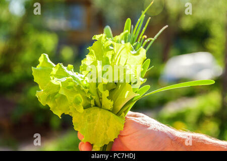 Insalata di lattuga foglie sotto le gocce di pioggia. Close-up di agricoltore mano azienda fresche foglie di lattuga sullo sfondo di verdi sfocate. Biologica e della salute alimentare Organica Vegana Vegetariana concept Foto Stock