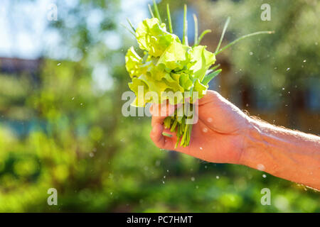 Insalata di lattuga foglie sotto le gocce di pioggia. Close-up di agricoltore mano azienda fresche foglie di lattuga sullo sfondo di verdi sfocate. Biologica e della salute alimentare Organica Vegana Vegetariana concept Foto Stock