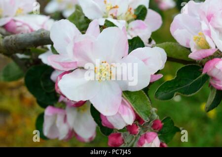 Apple sconosciuto Foto Stock