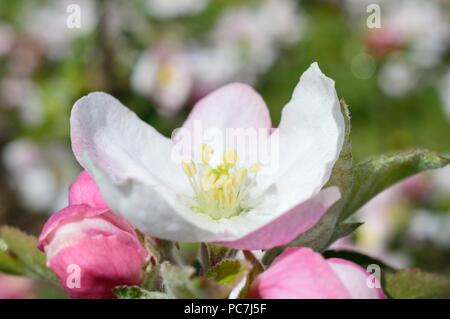 Apple sconosciuto Foto Stock