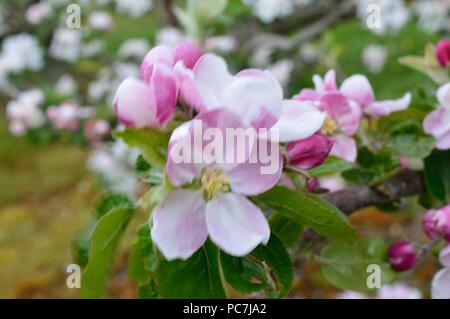 Apple sconosciuto Foto Stock