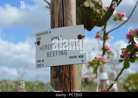 Apple sconosciuto Foto Stock