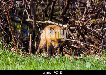 Cute little fox pup puppy sniffing the grass Foto Stock