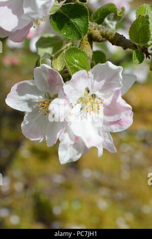 Apple sconosciuto Foto Stock