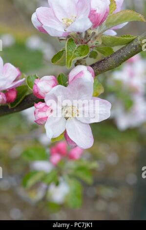 Apple sconosciuto Foto Stock