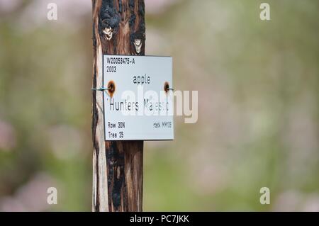 Apple sconosciuto Foto Stock