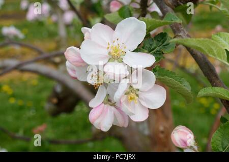 Apple sconosciuto Foto Stock
