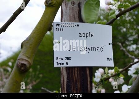 Apple sconosciuto Foto Stock