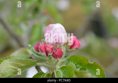 Apple sconosciuto Foto Stock
