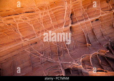 AZ00214-00...ARIZONA - indurire vene di compattazione in arenaria stratificata in Coyote Buttes area del Paria Canyon - Vermiglio scogliere selvagge. Foto Stock