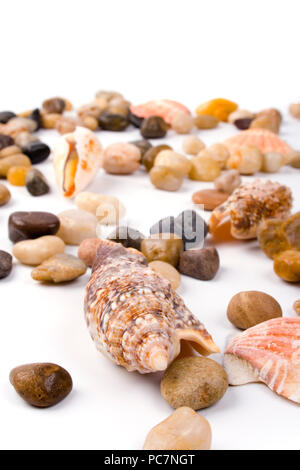 Conchiglie di mare e la spiaggia di ciottoli di raccolta Foto Stock