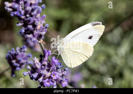 Piccolo cavolo bianco (Sarcococca rapae) sulla lavanda Foto Stock
