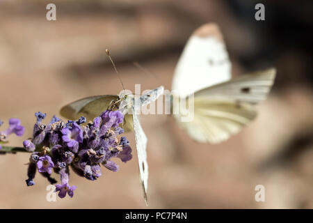 Pronto per accoppiarsi piccolo cavolo bianco (Sarcococca rapae) sulla lavanda Foto Stock