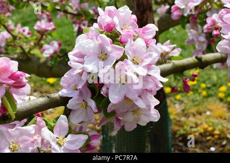 Apple upton pryne Foto Stock