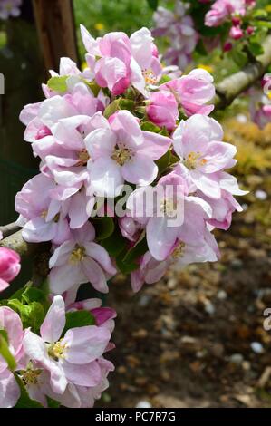 Apple upton pryne Foto Stock