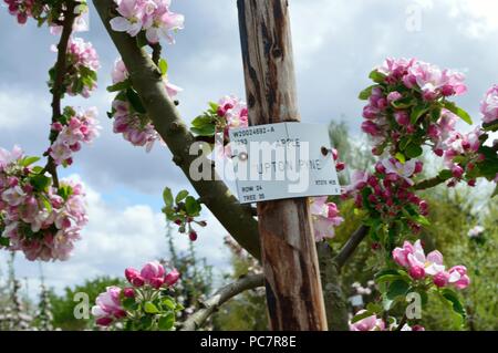 Apple upton pryne Foto Stock