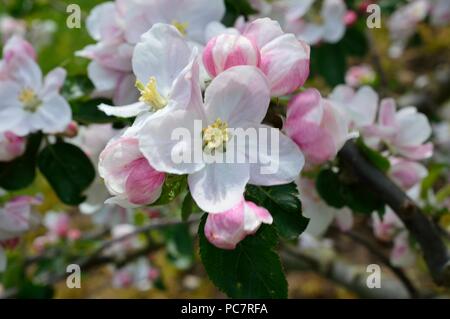 APPLE wARNERS re Foto Stock