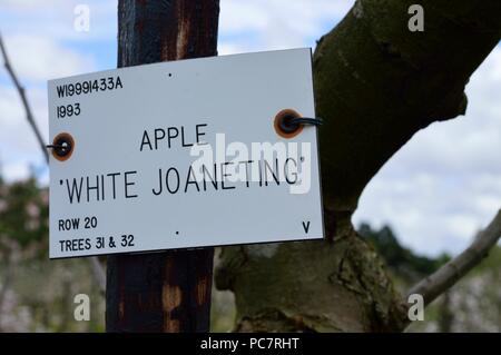 Apple joaneting bianco Foto Stock