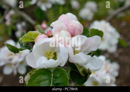 Apple joaneting bianco Foto Stock