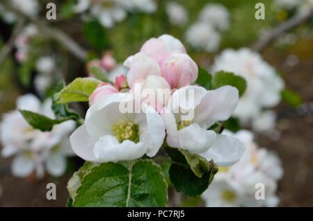 Apple joaneting bianco Foto Stock