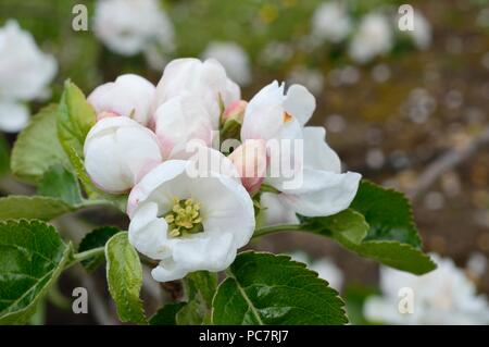 Apple joaneting bianco Foto Stock