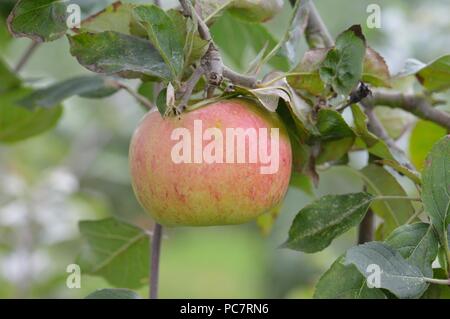 Apple Ye Old Peasgood Foto Stock