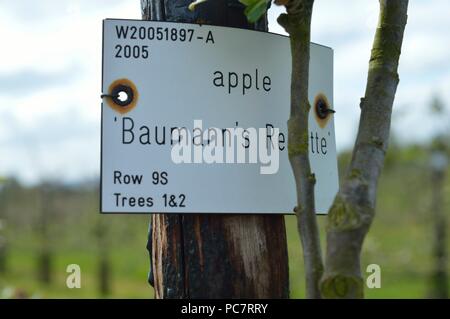 Apple Baumanns Reinette Foto Stock