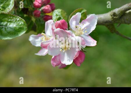 Apple Baumanns Reinette Foto Stock