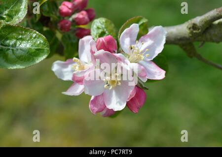 Apple Baumanns Reinette Foto Stock