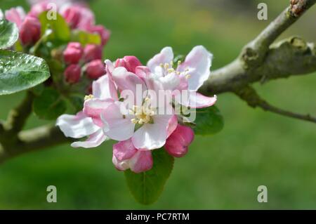 Apple Baumanns Reinette Foto Stock