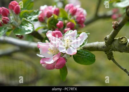 Apple Baumanns Reinette Foto Stock