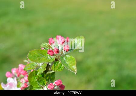 Apple Baumanns Reinette Foto Stock