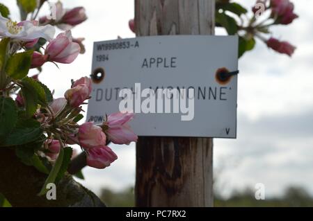 Apple Mignonne olandese Foto Stock