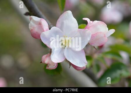 Apple Mignonne olandese Foto Stock