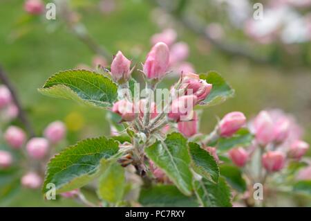 Apple Mignonne olandese Foto Stock