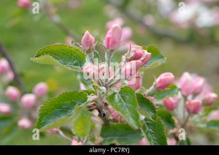Apple Mignonne olandese Foto Stock