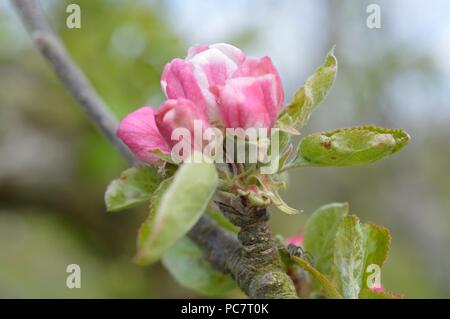 Apple Hector Macdonald Foto Stock