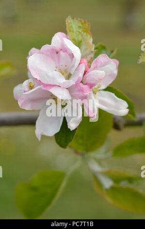 Apple Hector Macdonald Foto Stock