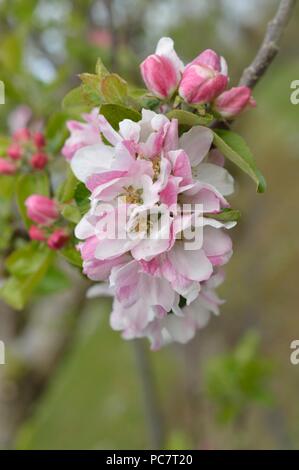 Apple Hector Macdonald Foto Stock